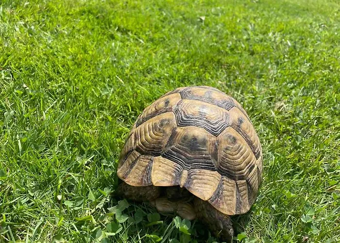 Apartman Gallery A *